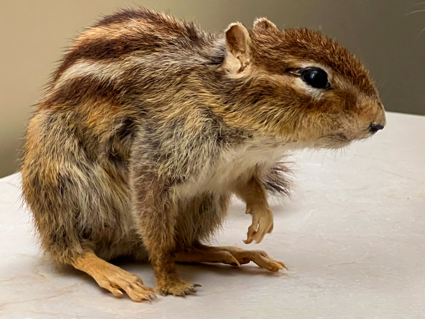 Cambodian Striped Squirrel