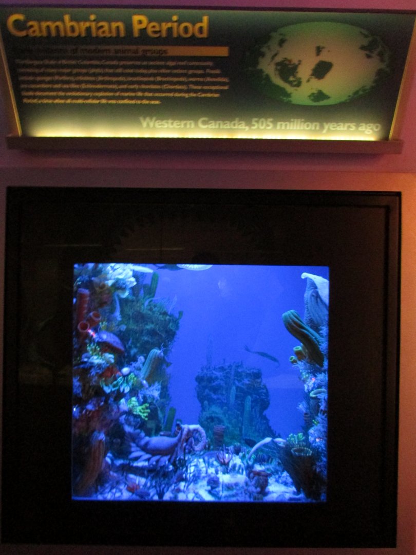 Cambrian Period Diorama