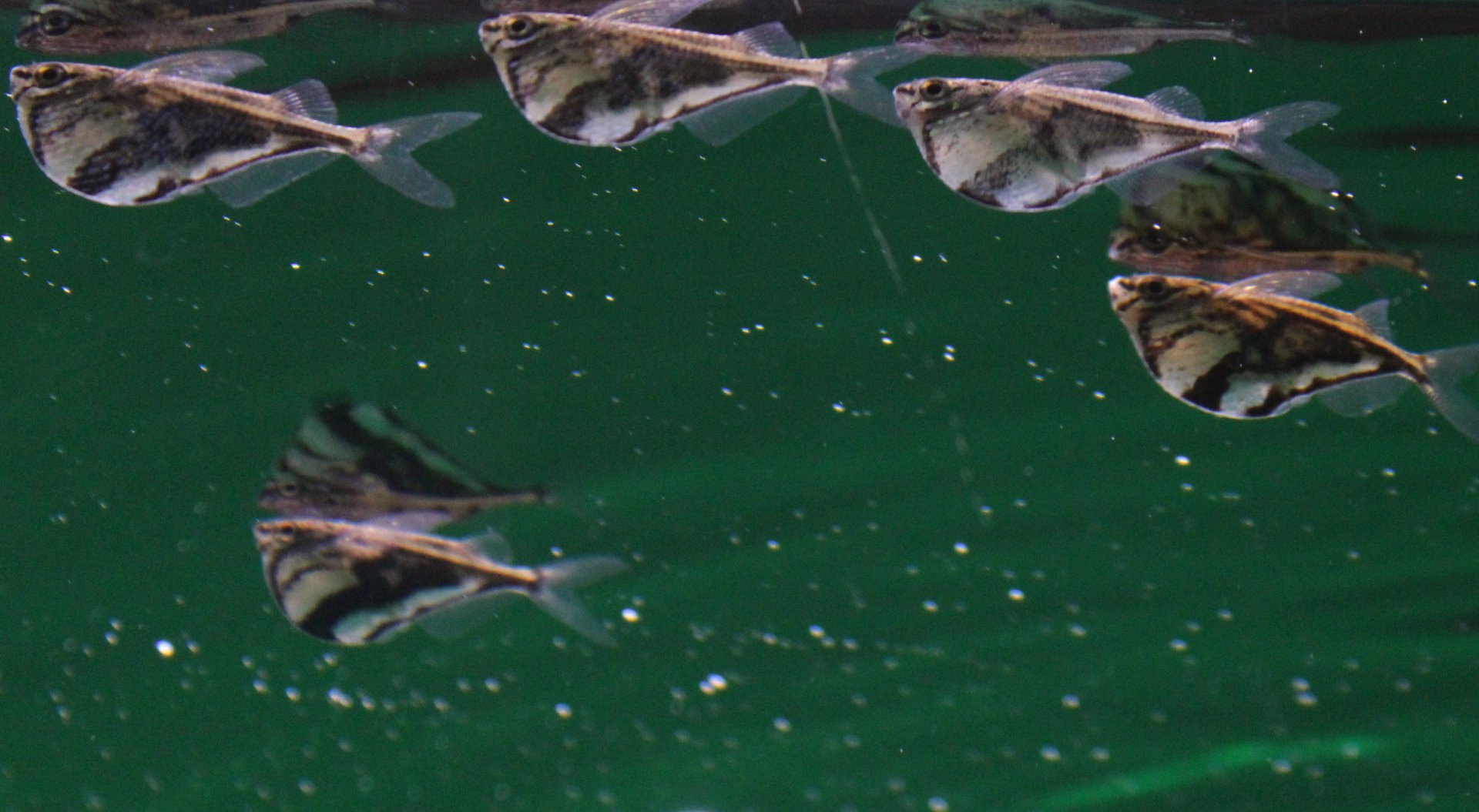 Camegiella strigata fasciata