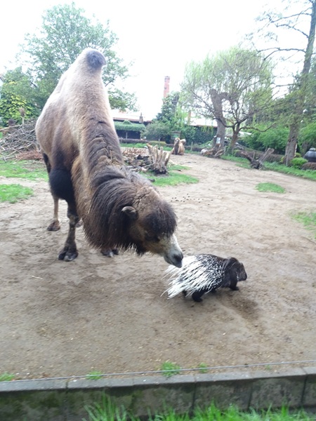 Camel and Indian crested porcupine