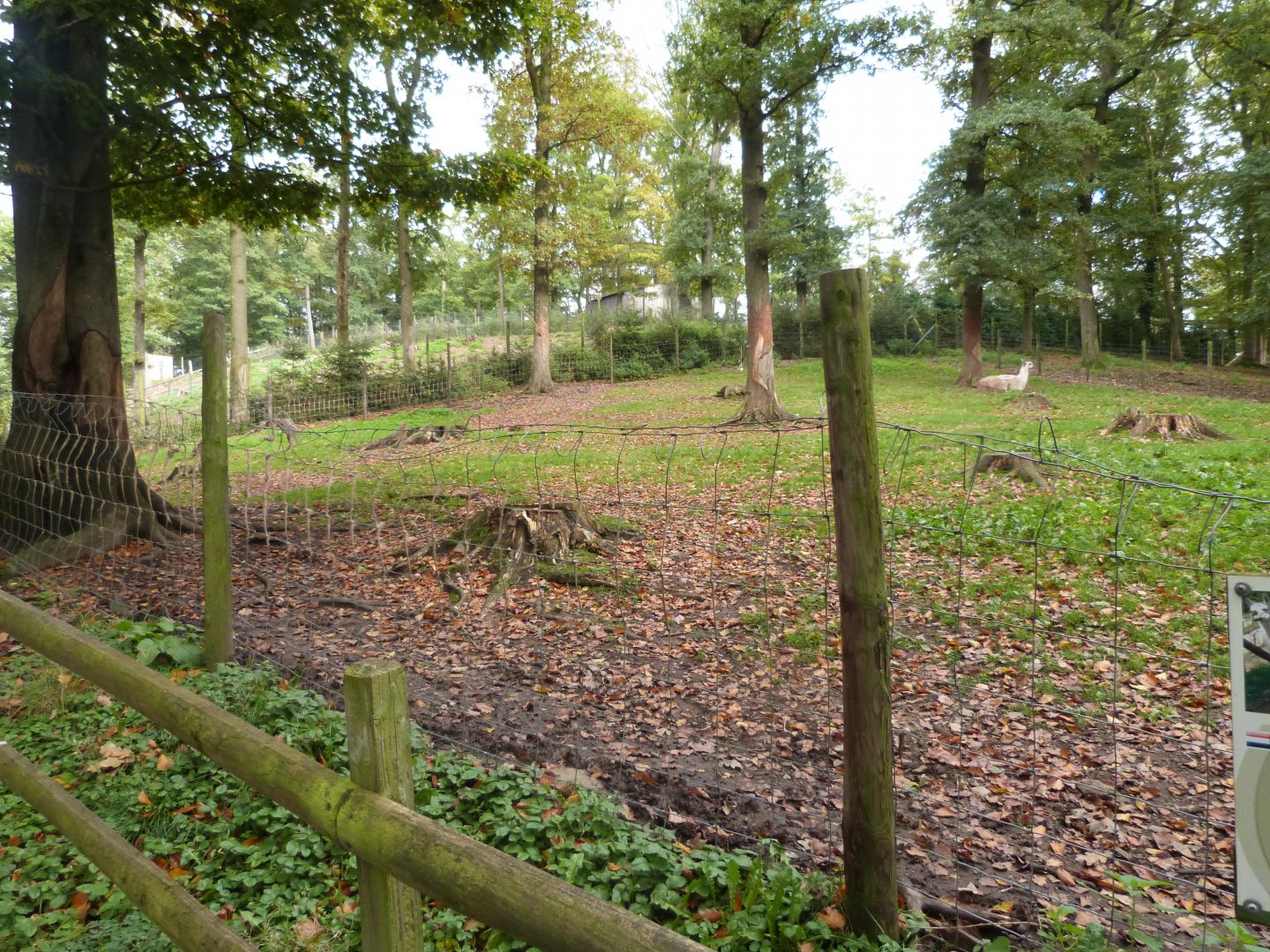 Camel and lama - Parc animalier de Bouillon