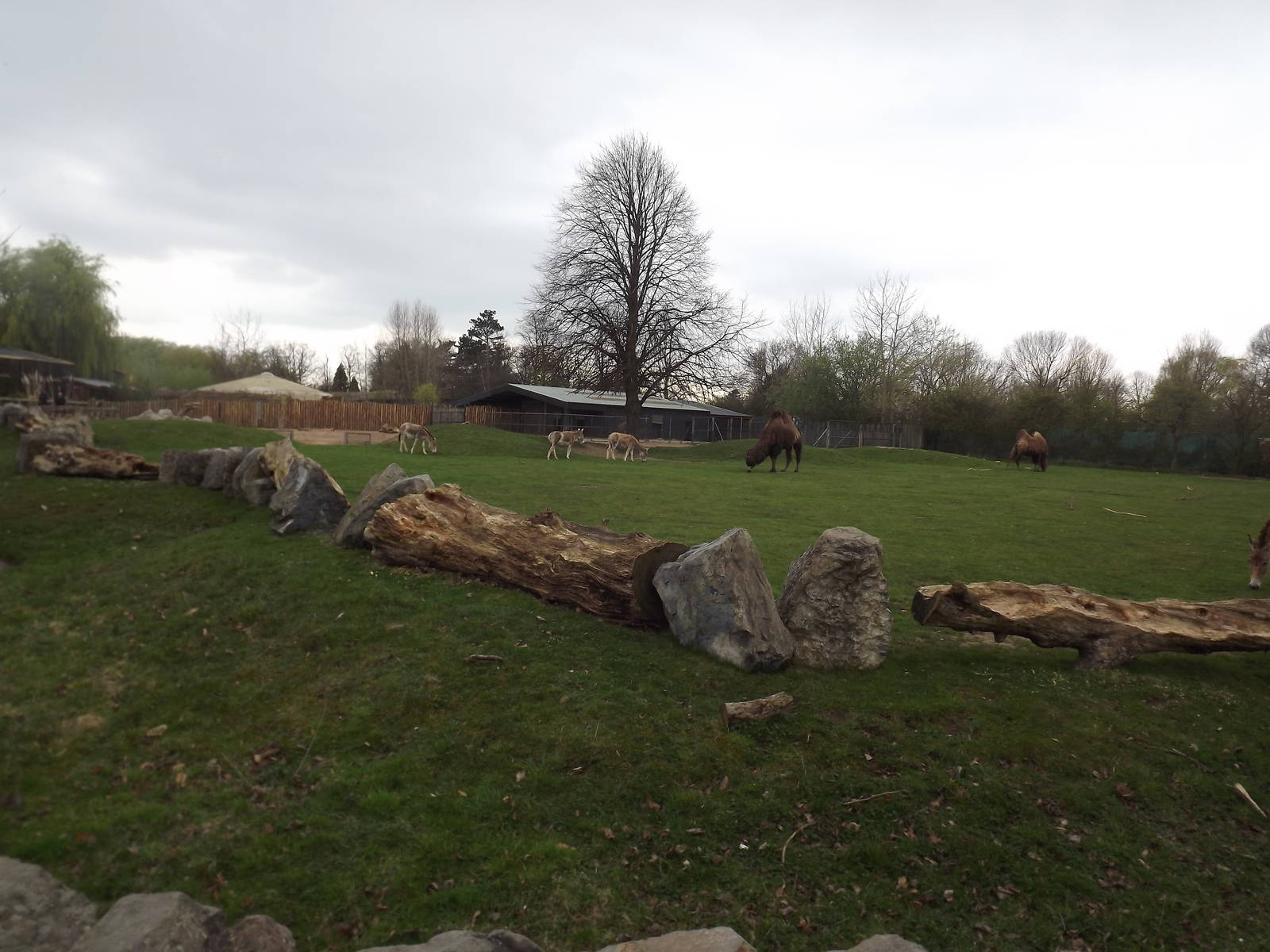 Camel and Onager exhibit at Chester Zoo 31/03/12