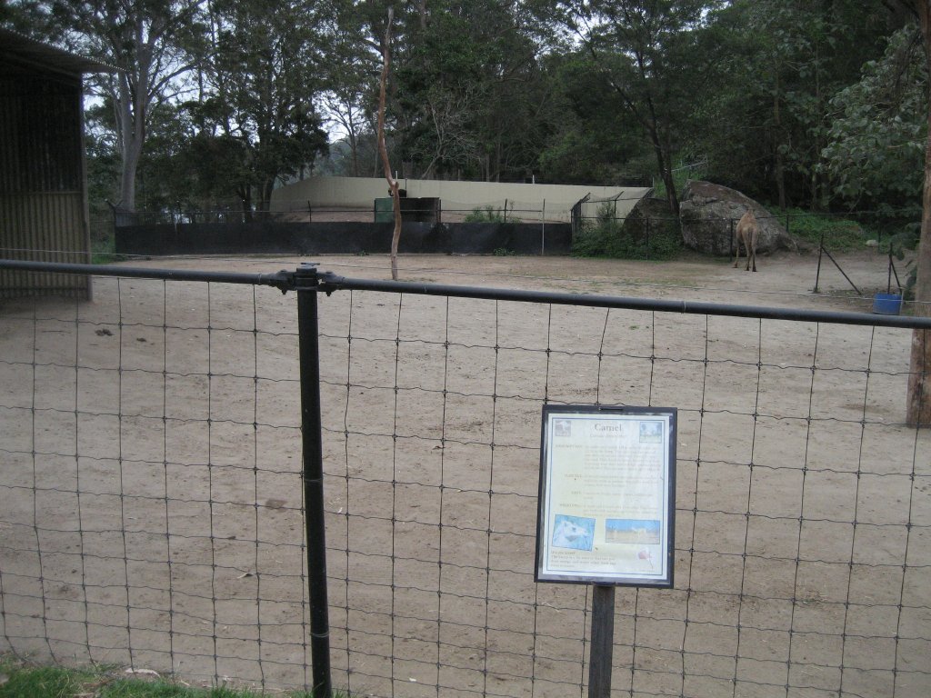 Camel and Ostrich yards