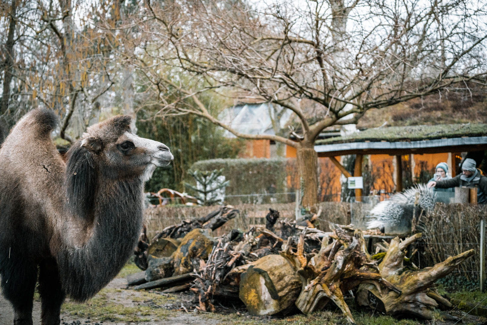 Camel and "Porcupine feeding station" in the back