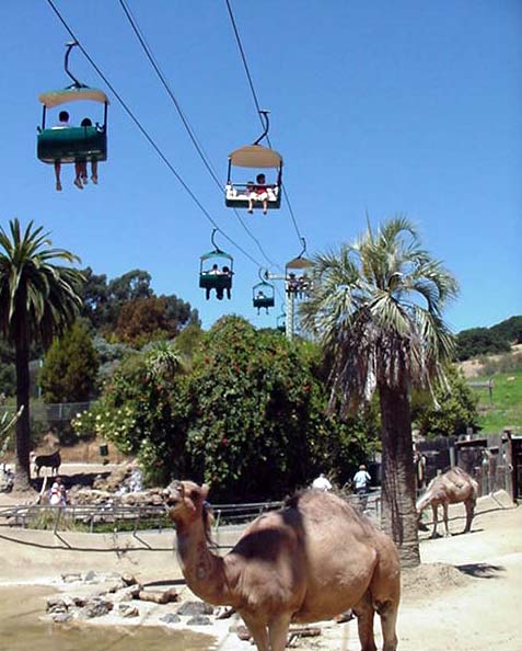 Camel and Skyride