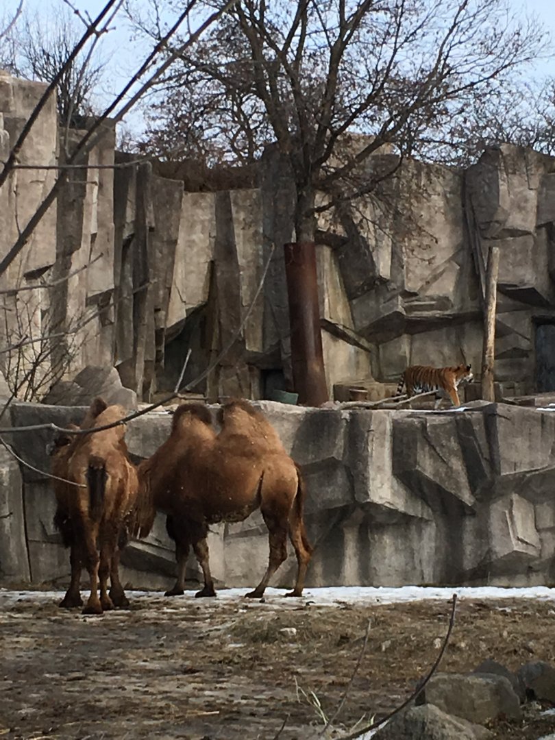 Camel and tiger (panoramic view)