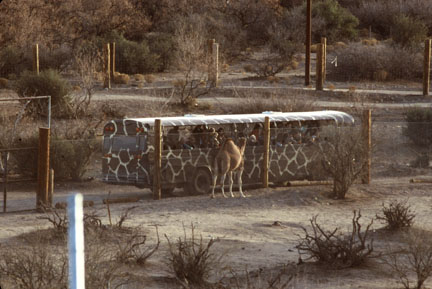 camel and tour bus