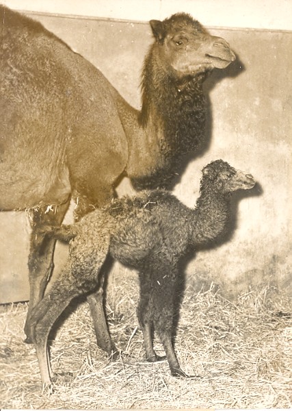 Camel and young