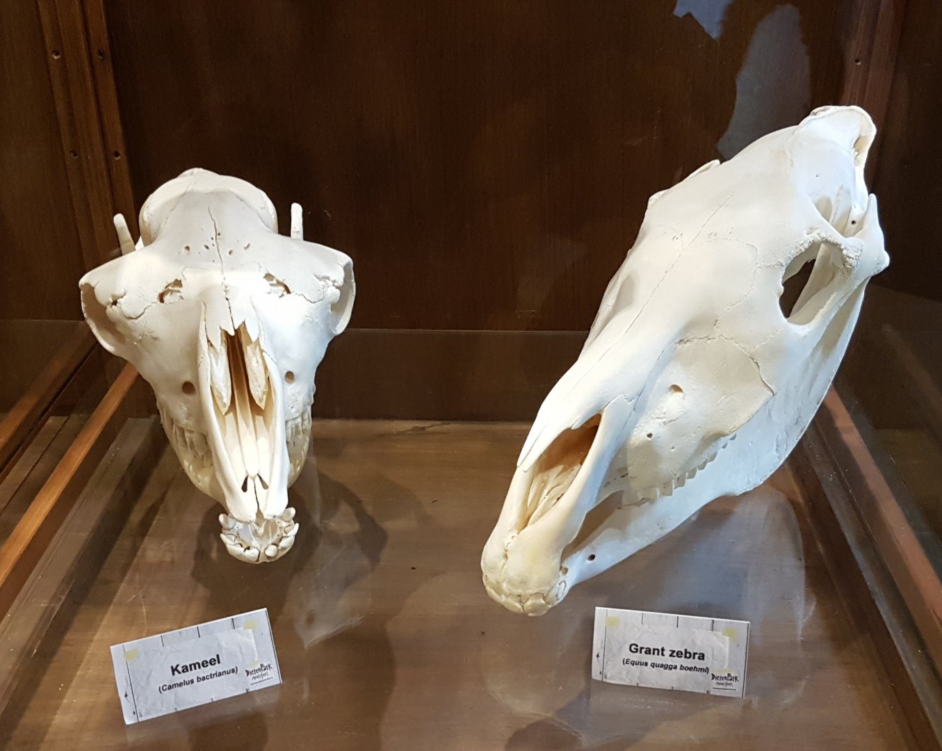 Camel and Zebra skulls