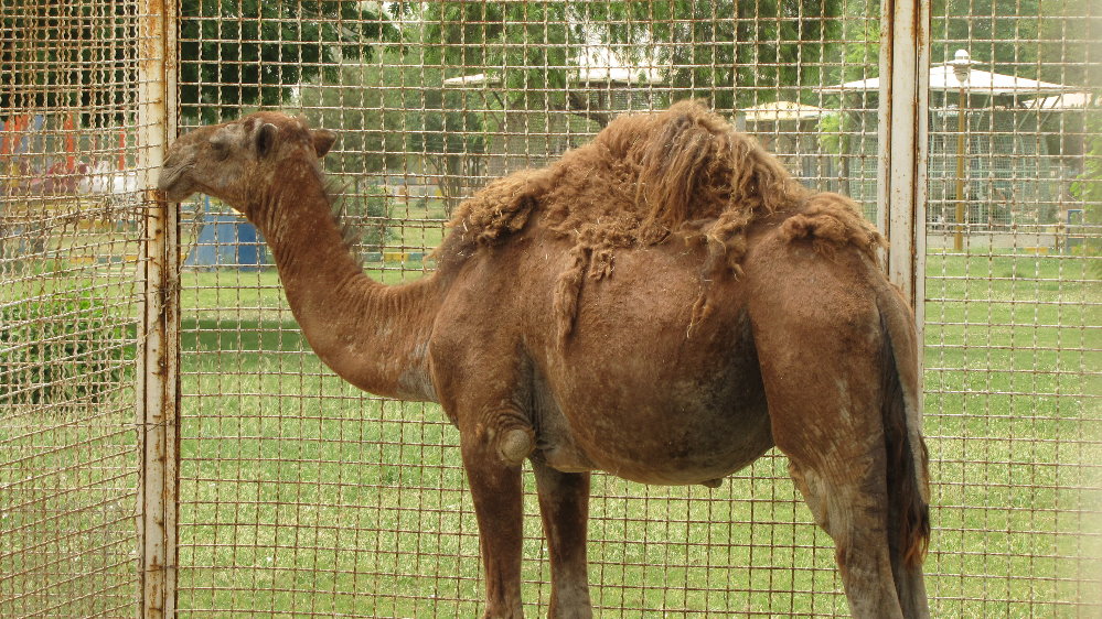 Camel Arabic(dezful zoo)