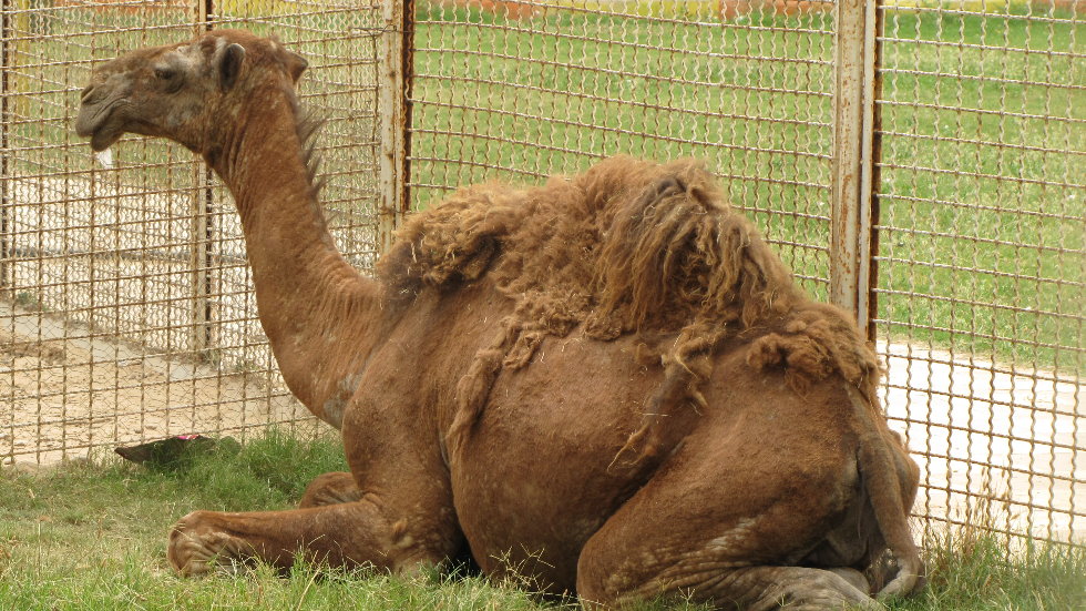 Camel Arabic (dezfule zoo)