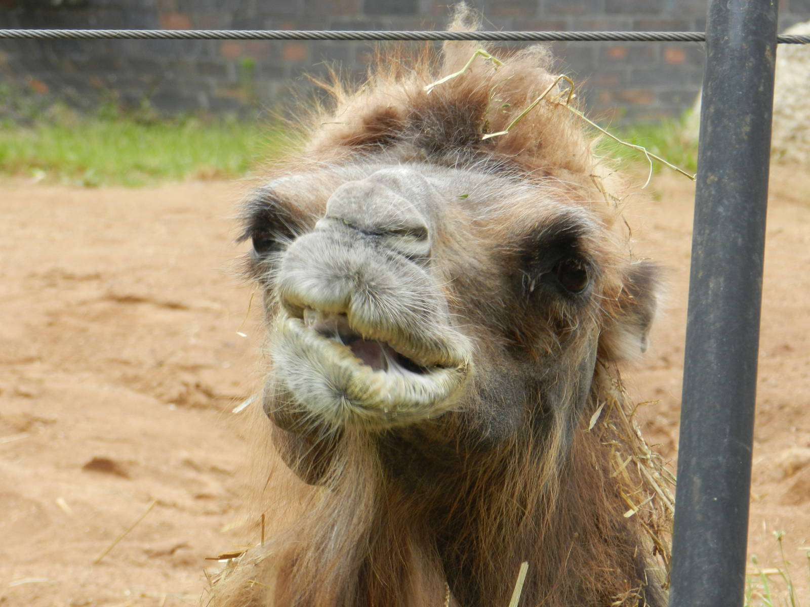 Camel at London Zoo 02/06/12