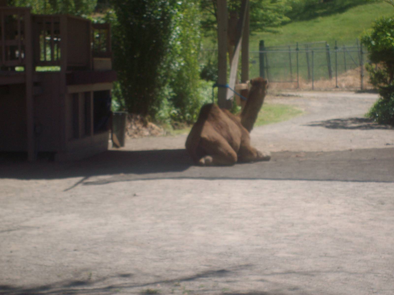 Camel at Wildlife Safari