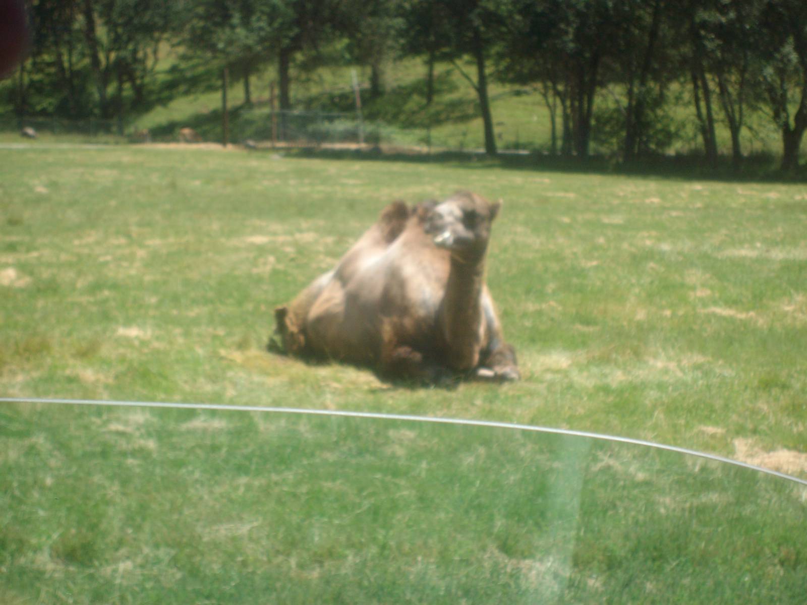 Camel at Wildlife Safari