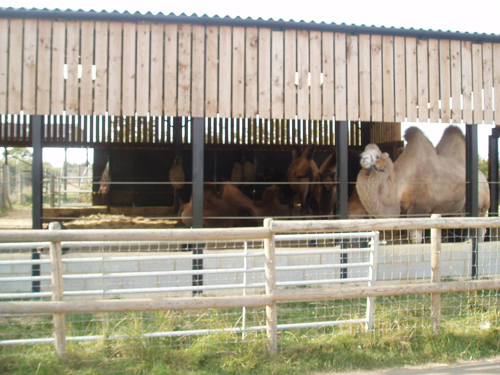 Camel barn