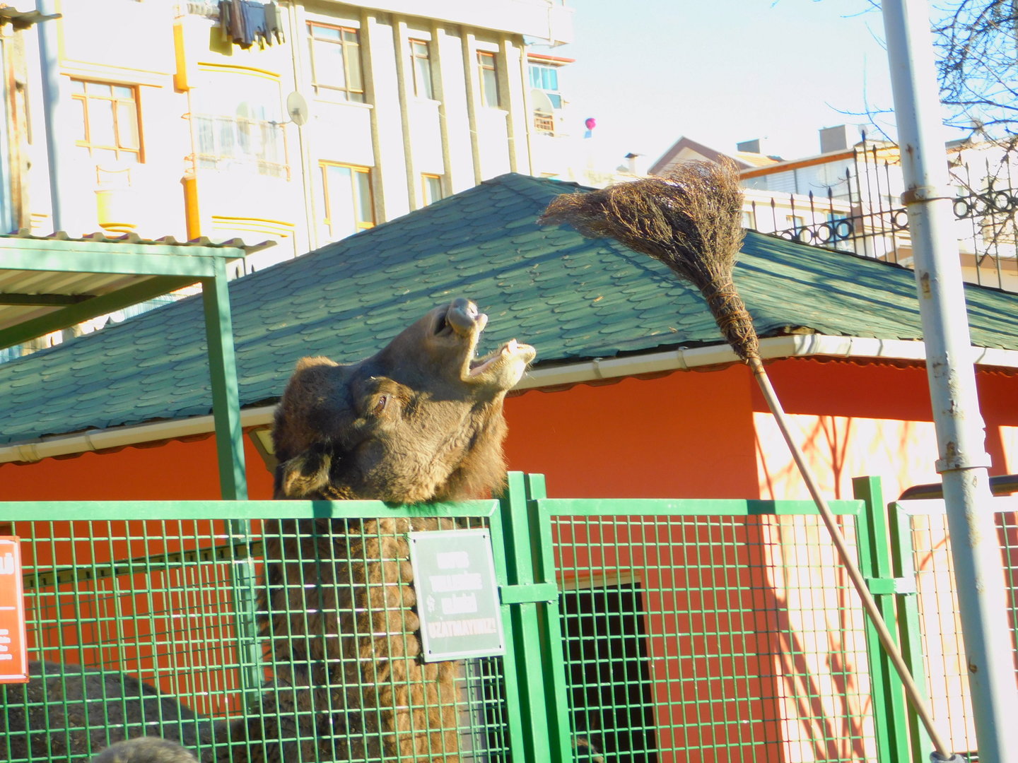 Camel Being Teased at the Ankara Domestic Animal Park