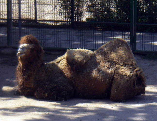 Camel (Camelus bactrianus)