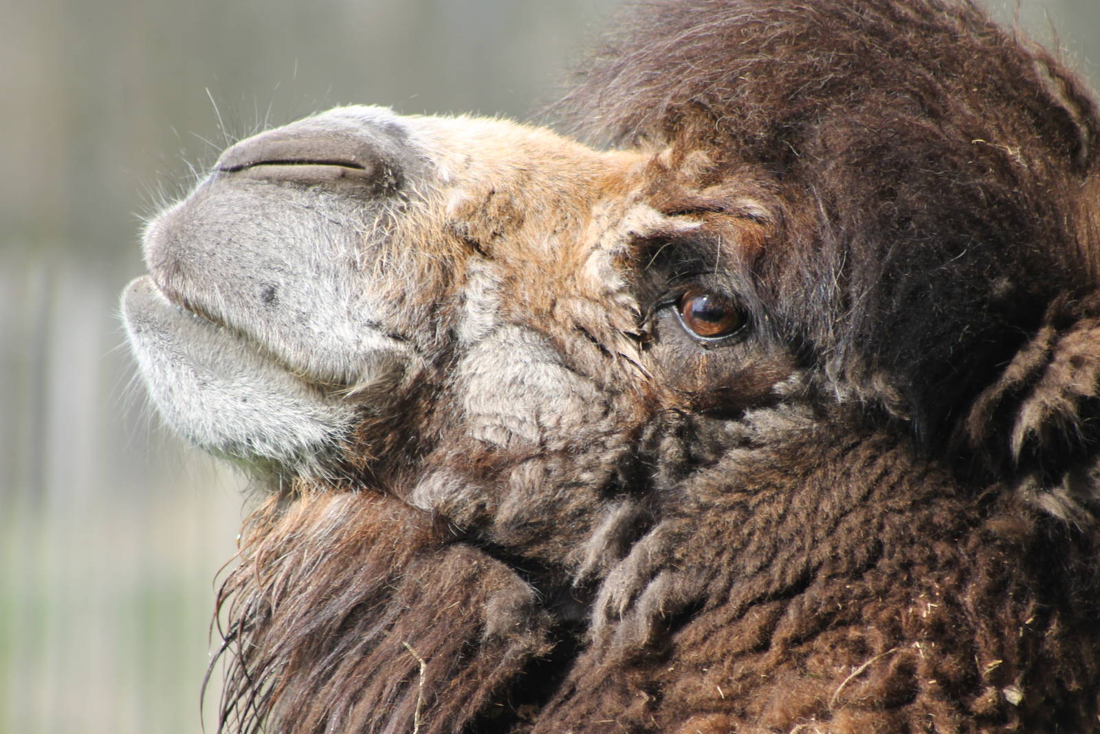 camel close-up