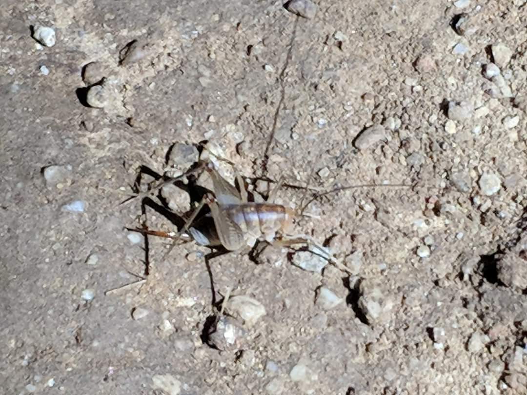 Camel cricket (Family: Rhaphidophoridae)