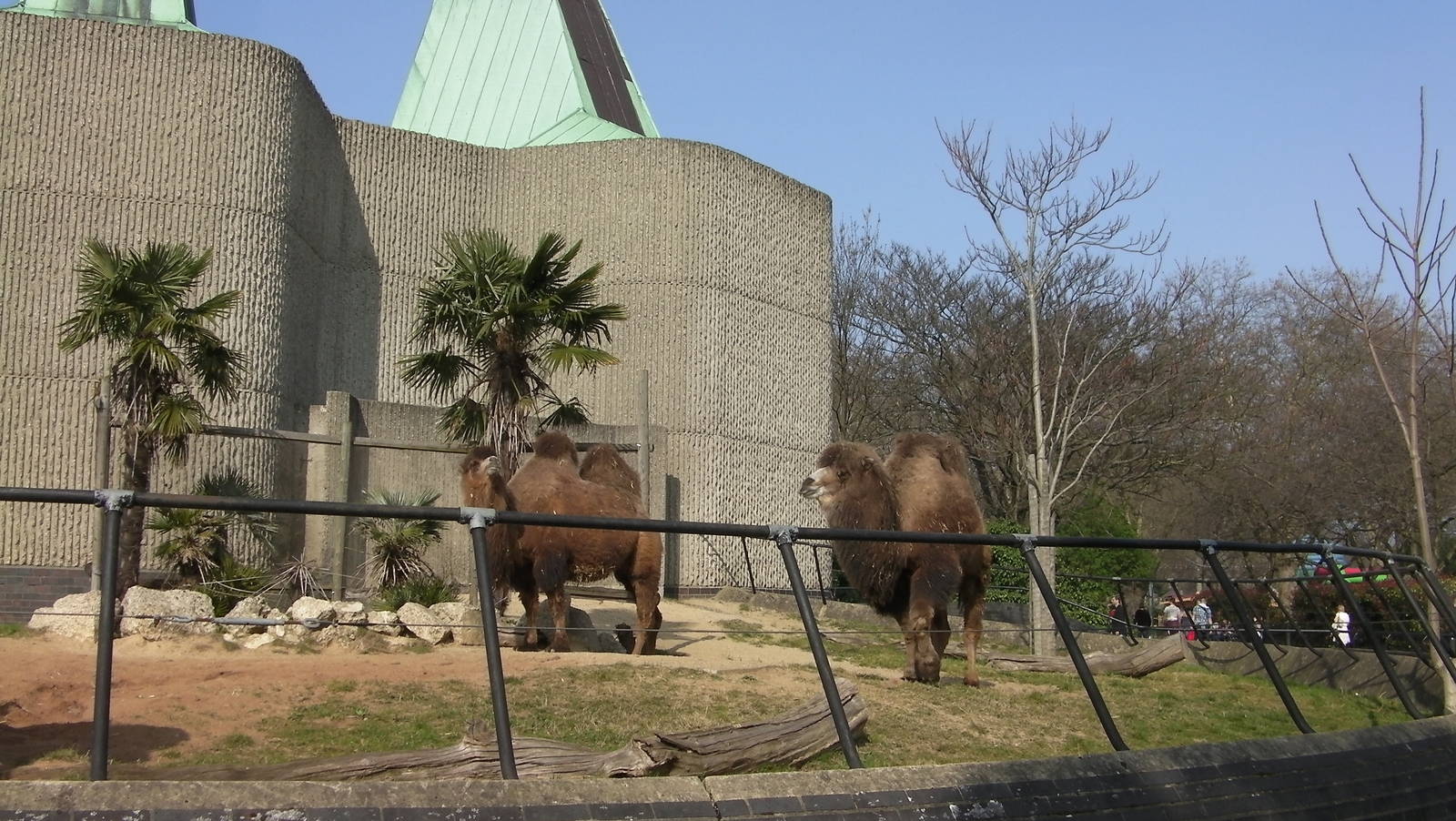 Camel Enclosure - 24.03.2012