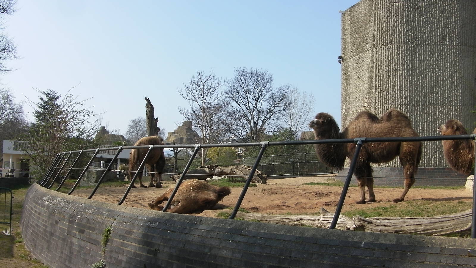 Camel Enclosure - 24.03.2012