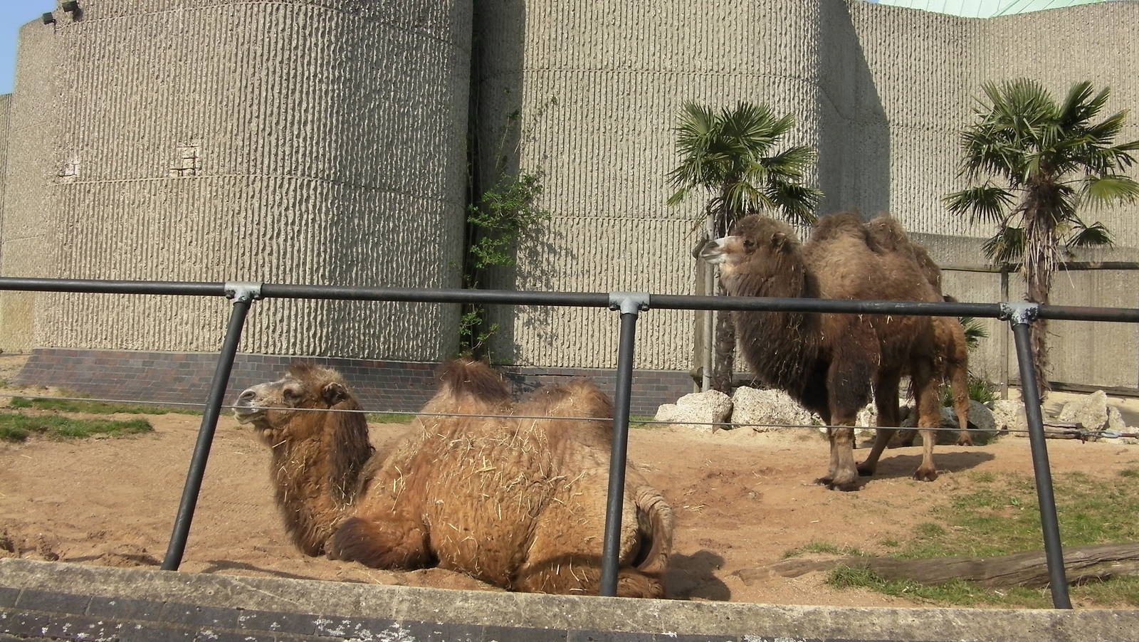 Camel Enclosure - 24.03.2012