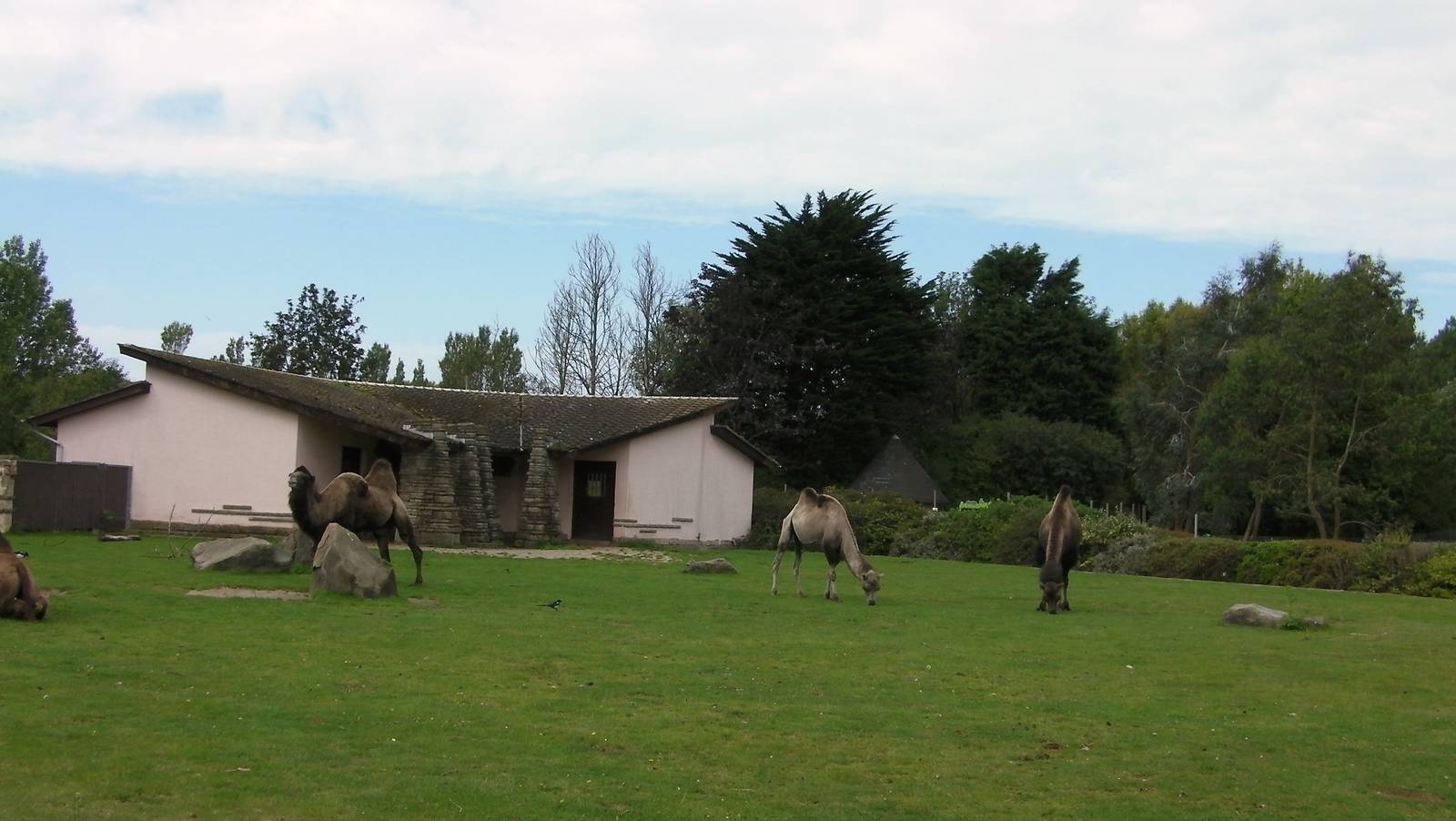 Camel Enclosure - 26.08.2011