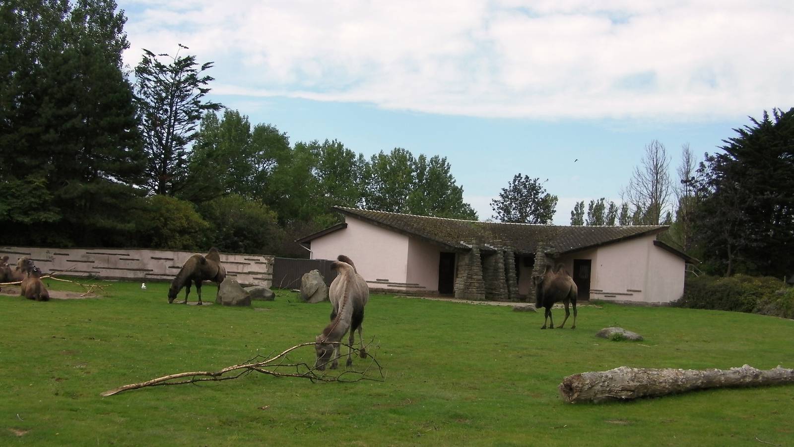 Camel Enclosure - 26.08.2011