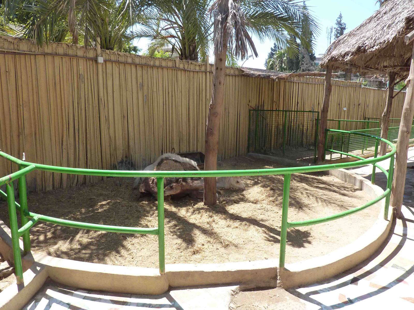 Camel enclosure, April 2013.