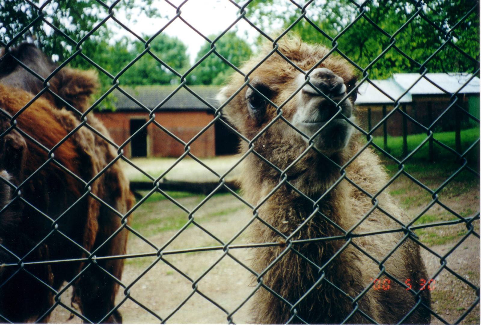 Camel Enclosure, May 2000