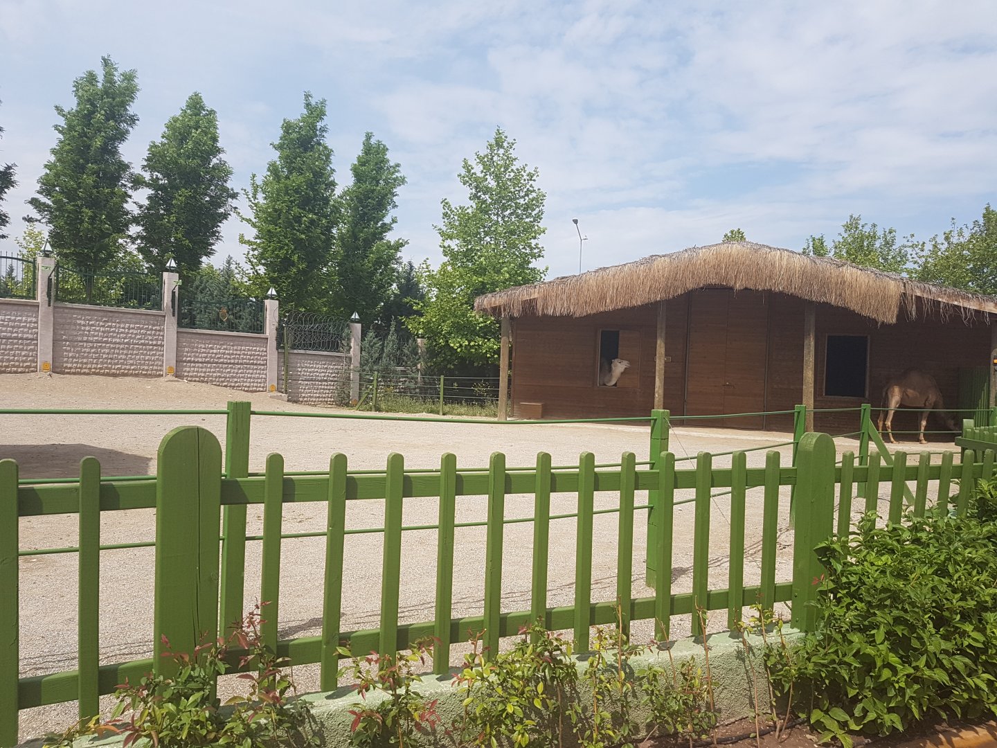 Camel enclosure with stable 19 May 2018