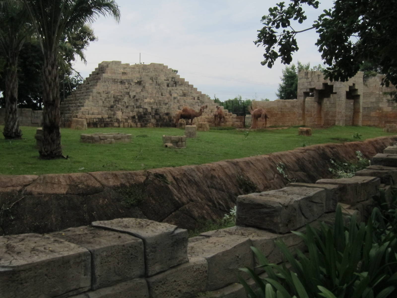 Camel Enclosure