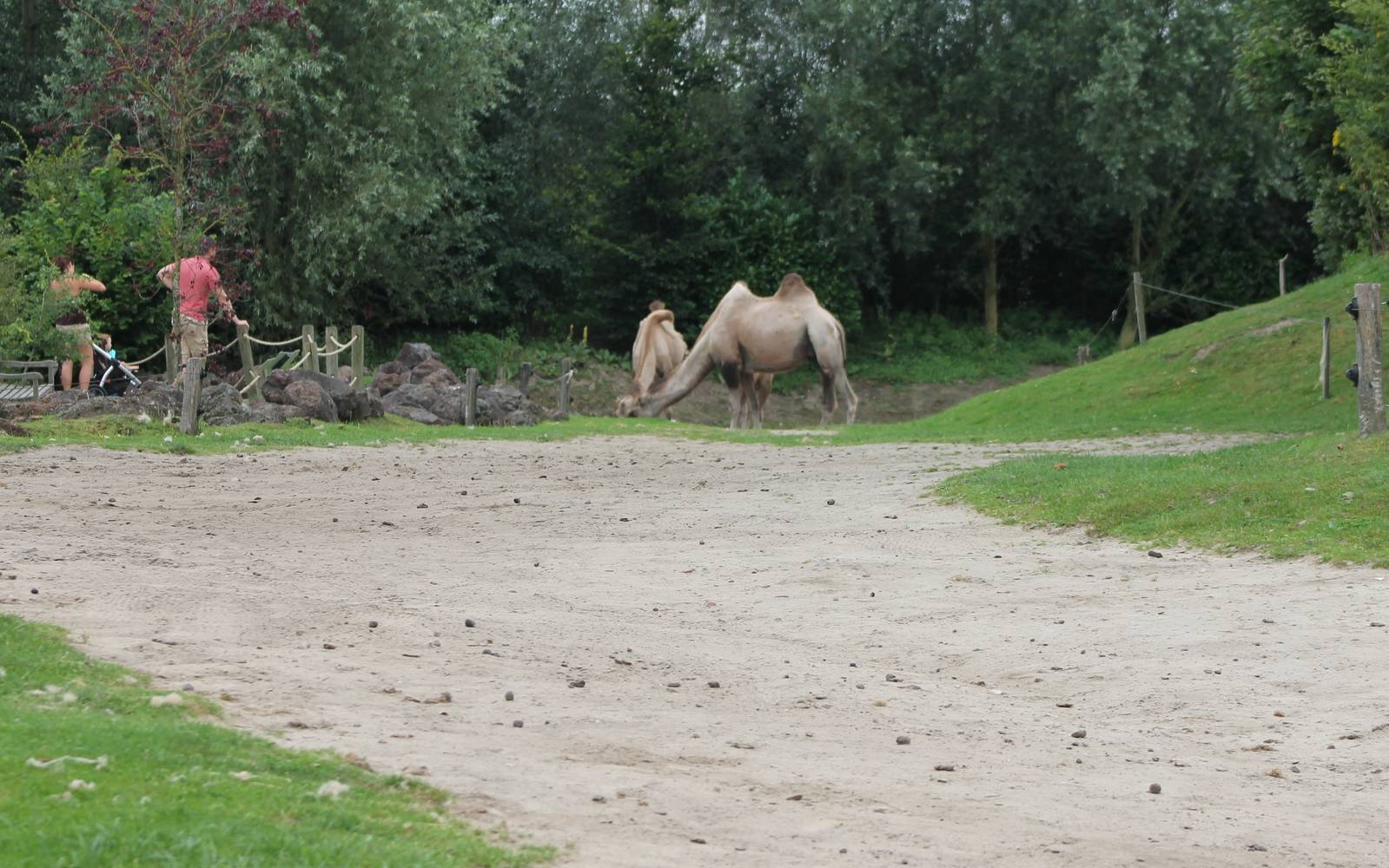Camel enclosure