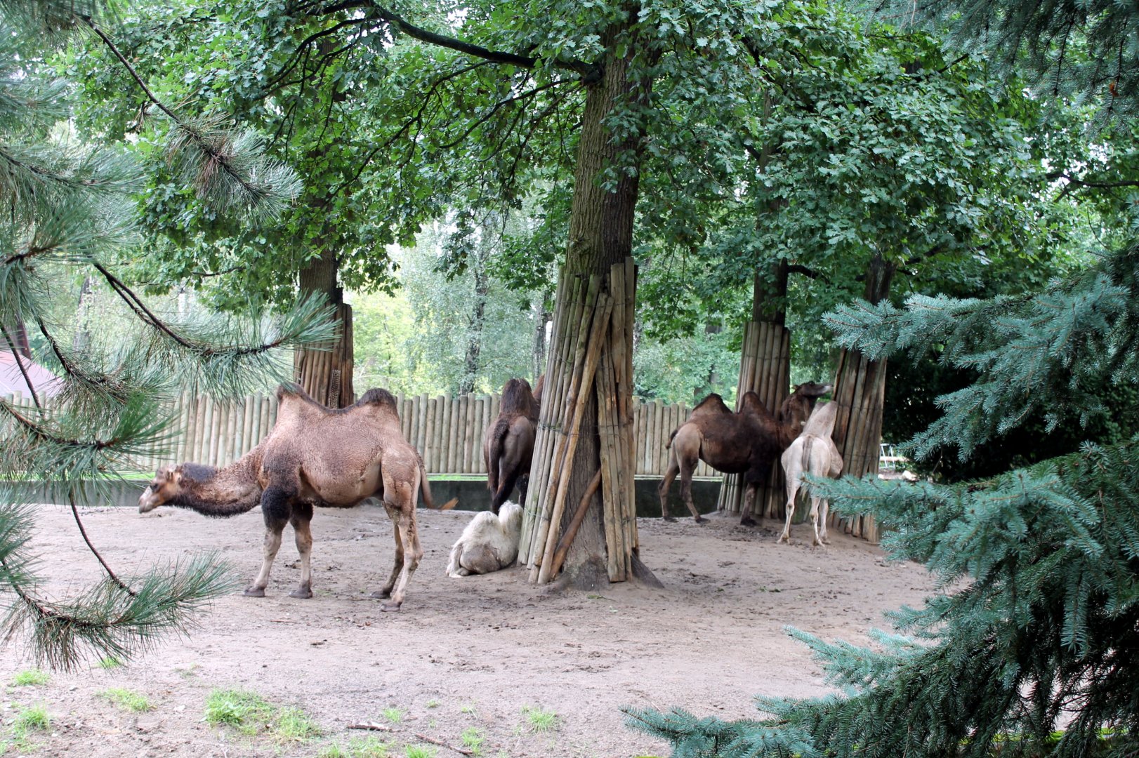 Camel Enclosure