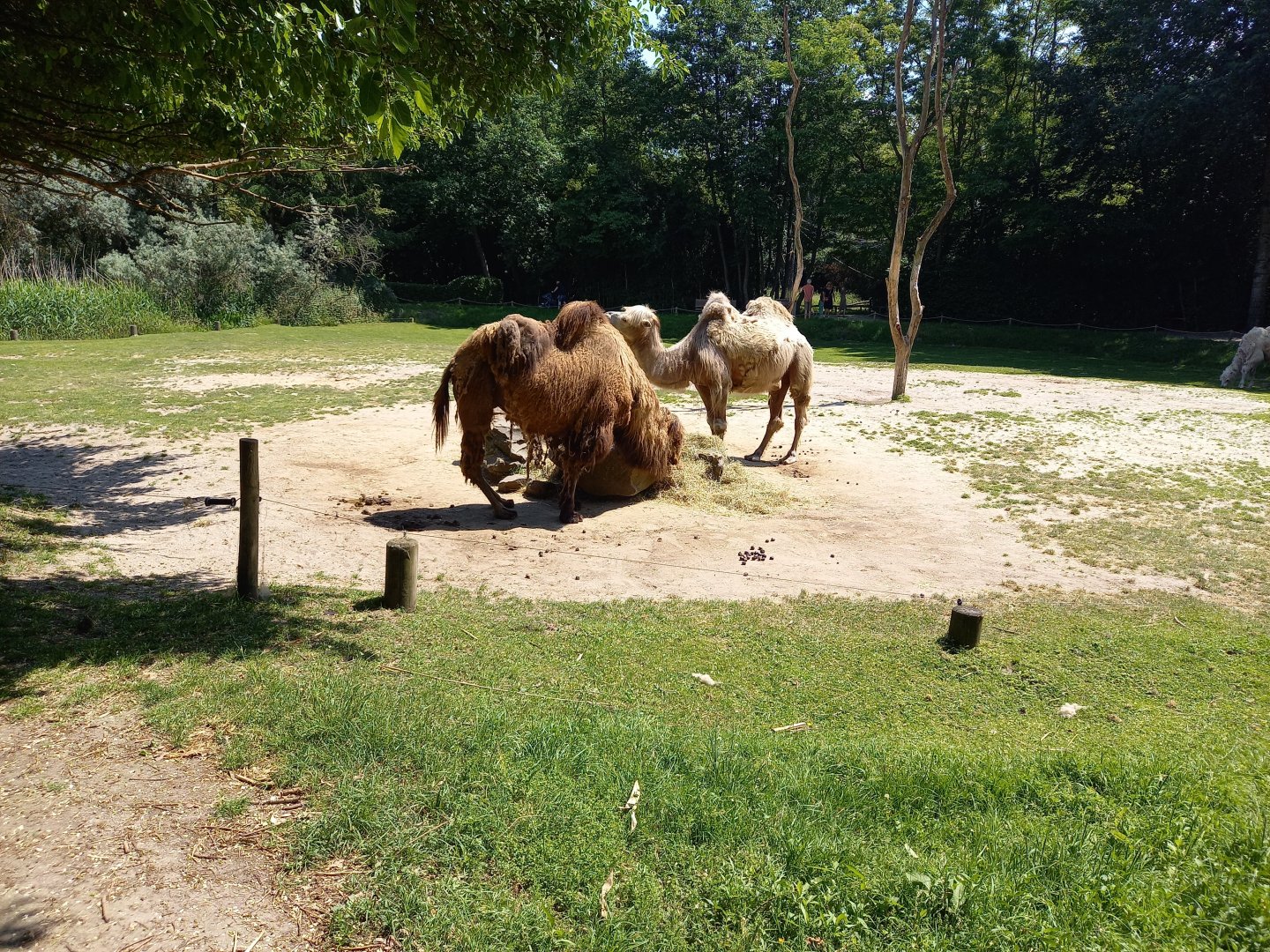 Camel-enclosure