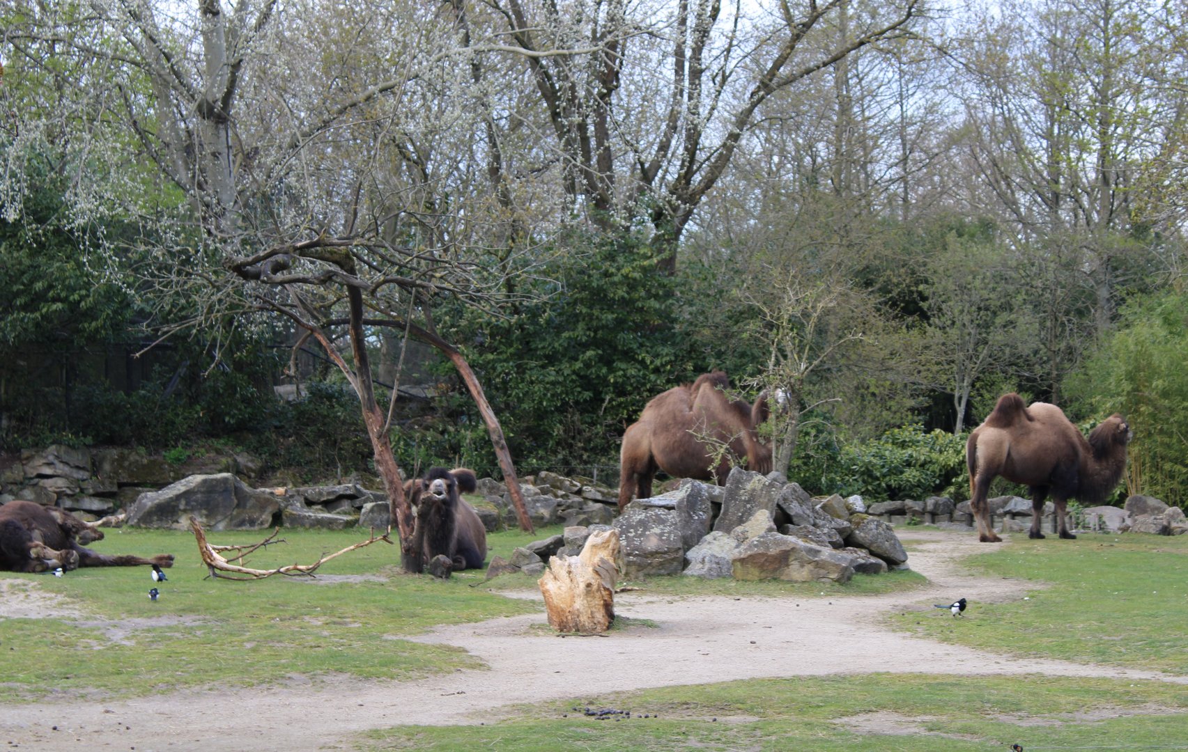 Camel-enclosure