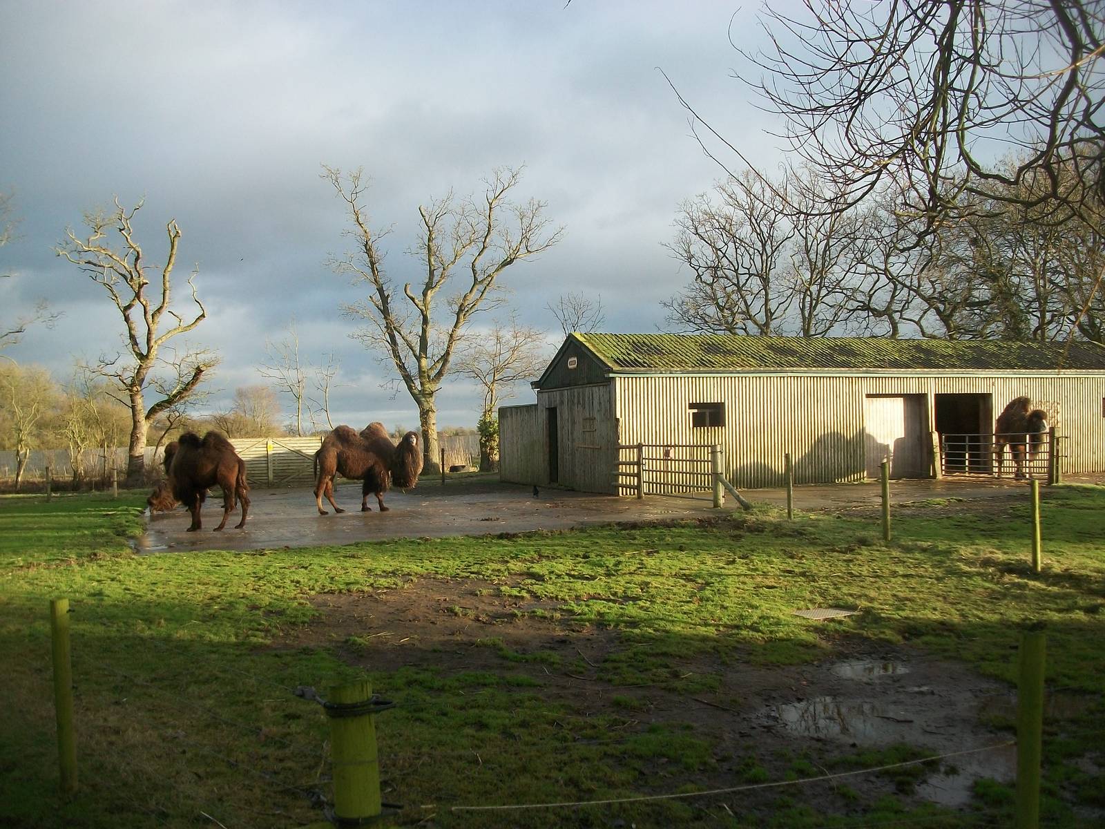 Camel exhibit 4th January 2013
