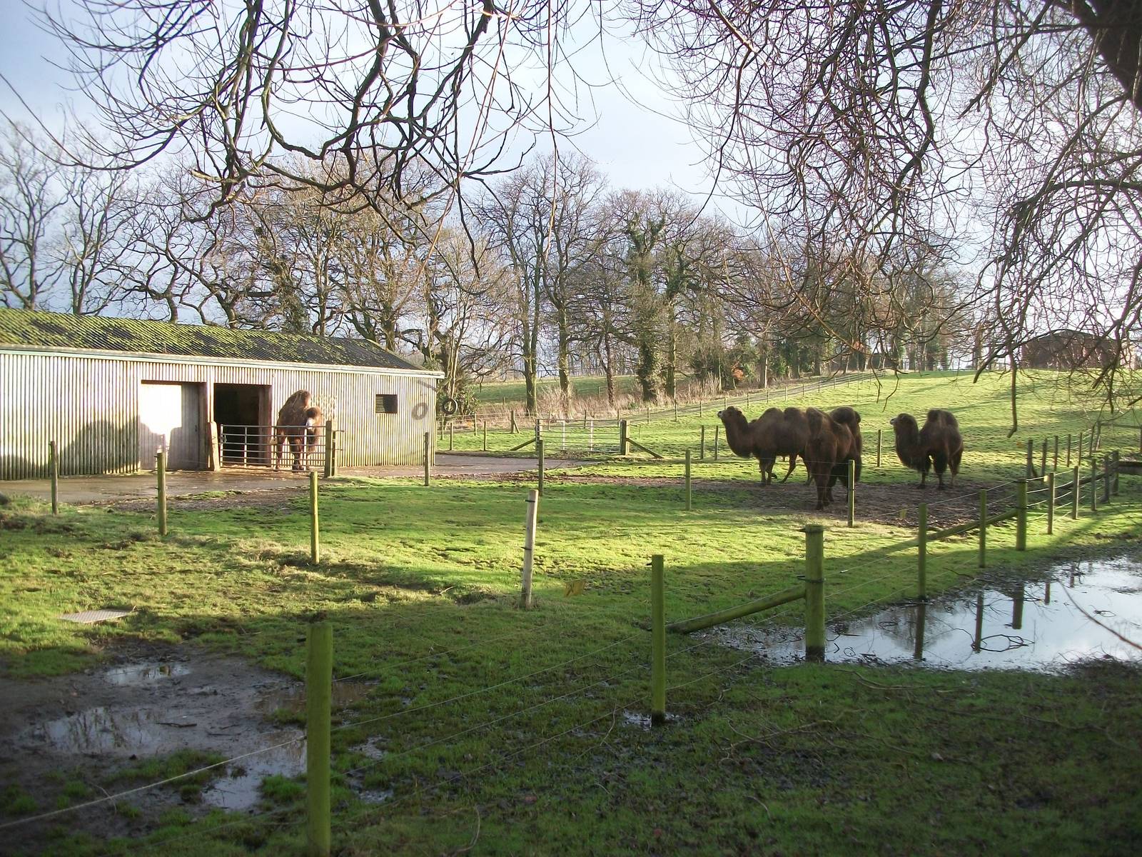 Camel exhibit 4th January 2013