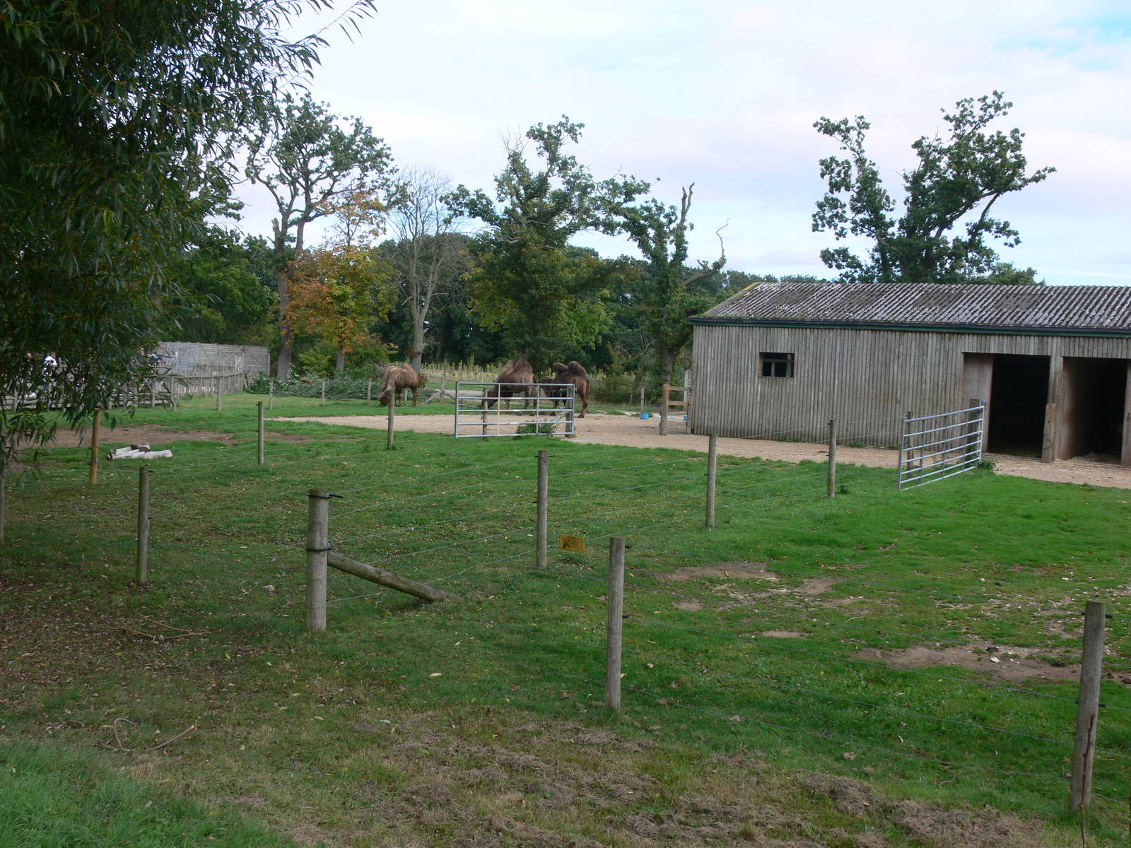 Camel exhibit at Flamingo Land, 21/09/13