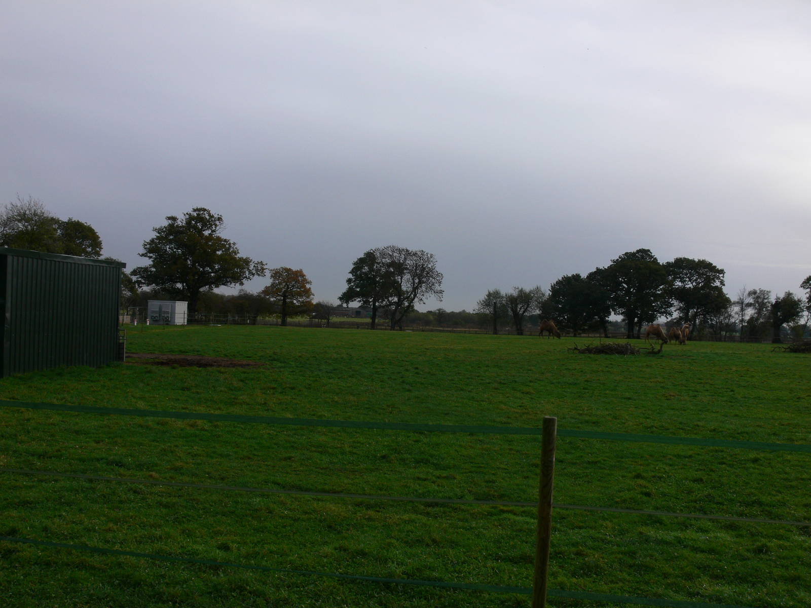 Camel exhibit at Yorkshire WP 01/11/12