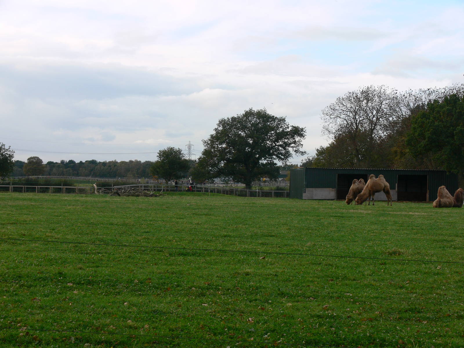 Camel exhibit at Yorkshire WP 01/11/12