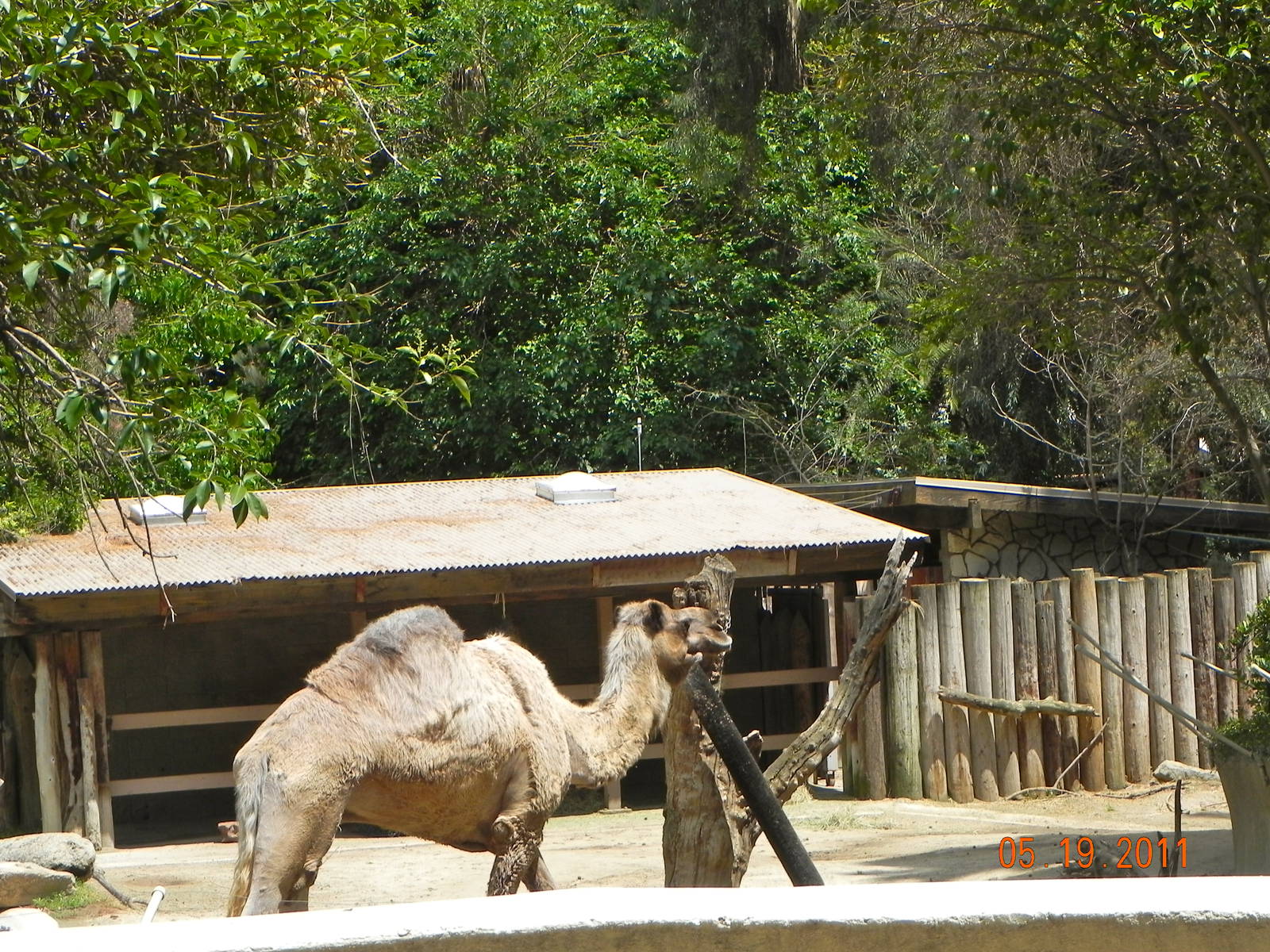 Camel exhibit