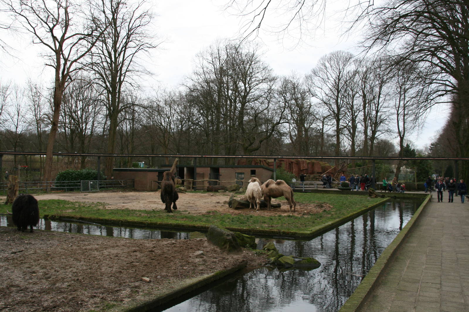 Camel exhibit