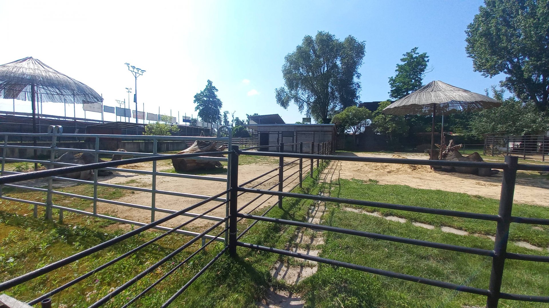 Camel - exhibit