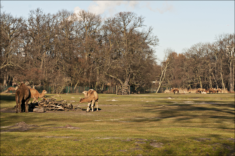 Camel exhibits at Berlin Tierpark
