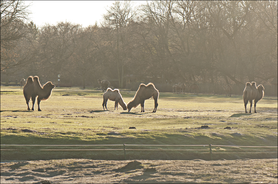 Camel exhibits at Berlin Tierpark