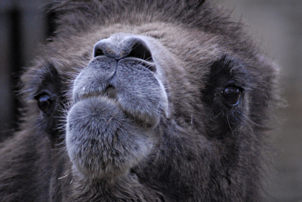 Camel Face - Cotswolds Wildlife Park 2023