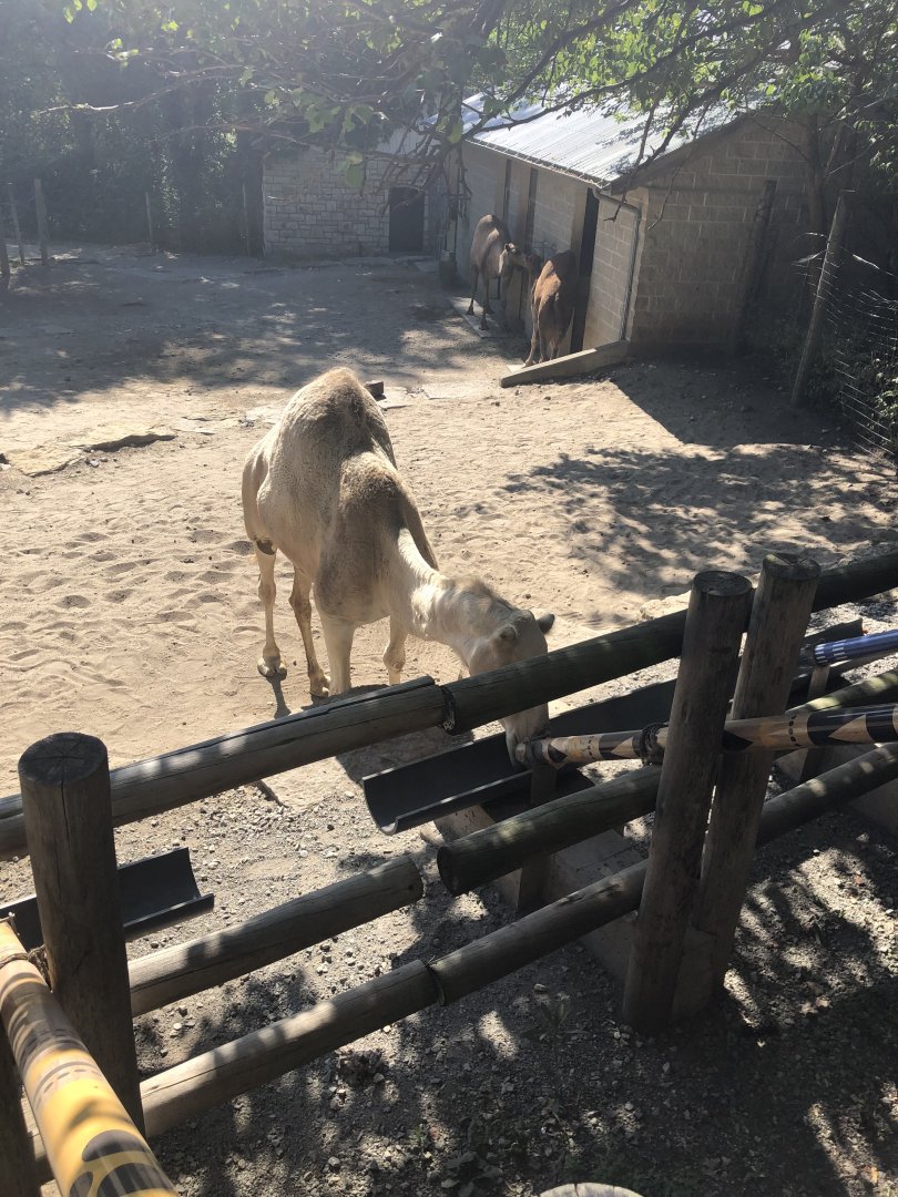 Camel Feeding Station