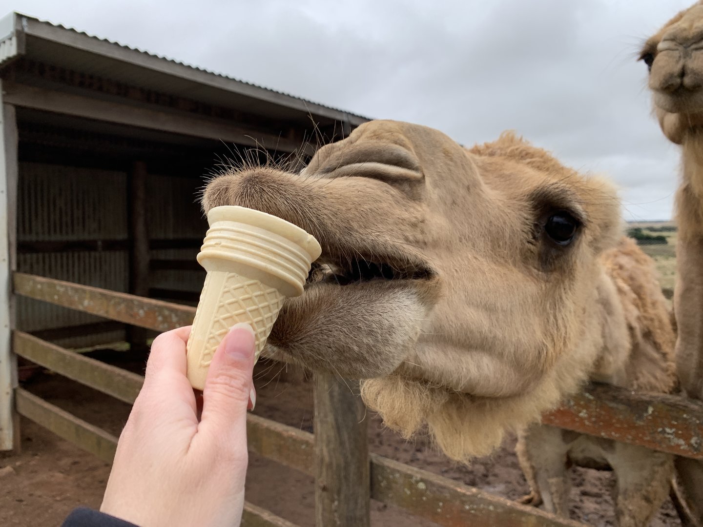 Camel Feeding
