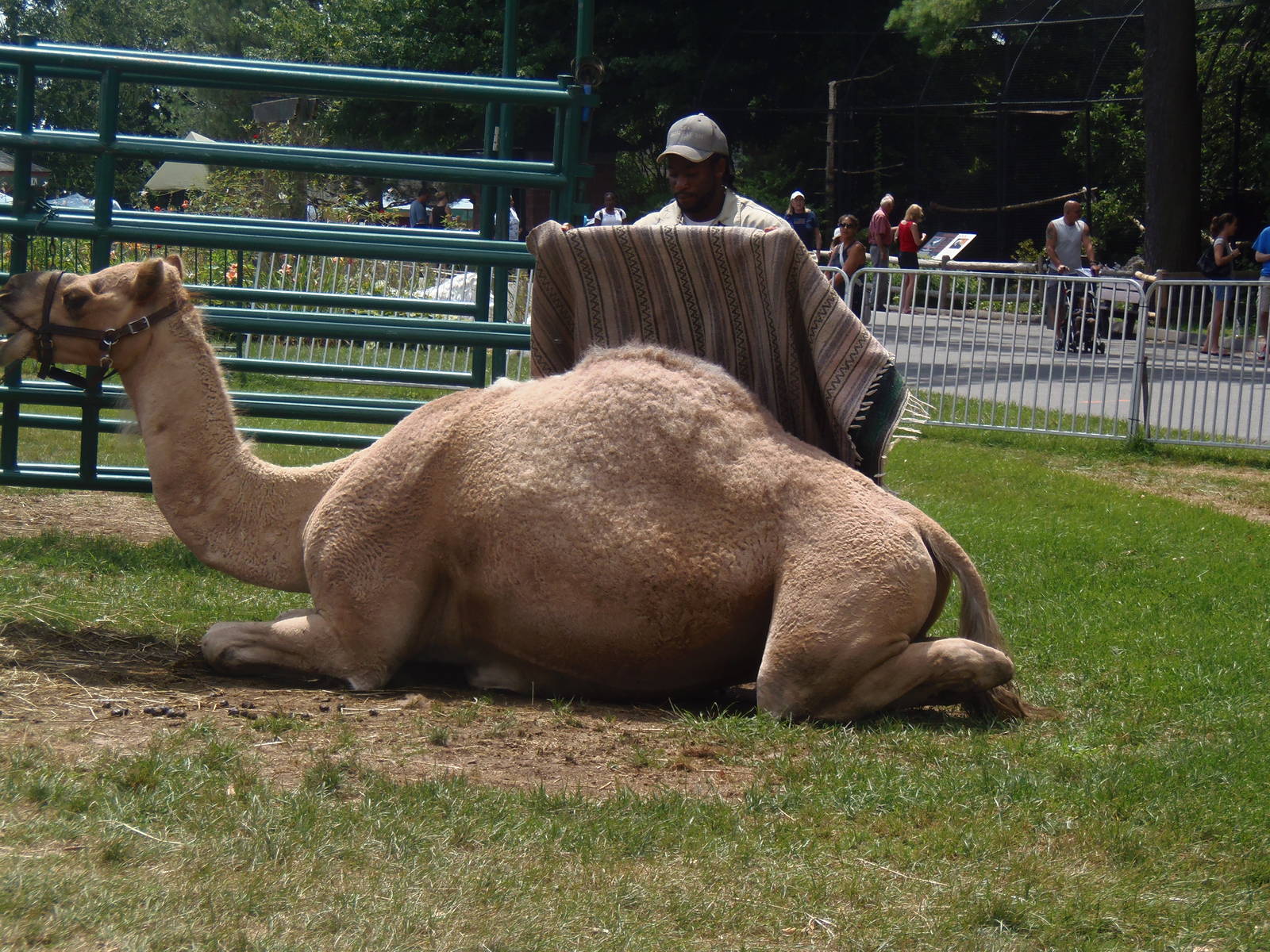 Camel Getting Ready